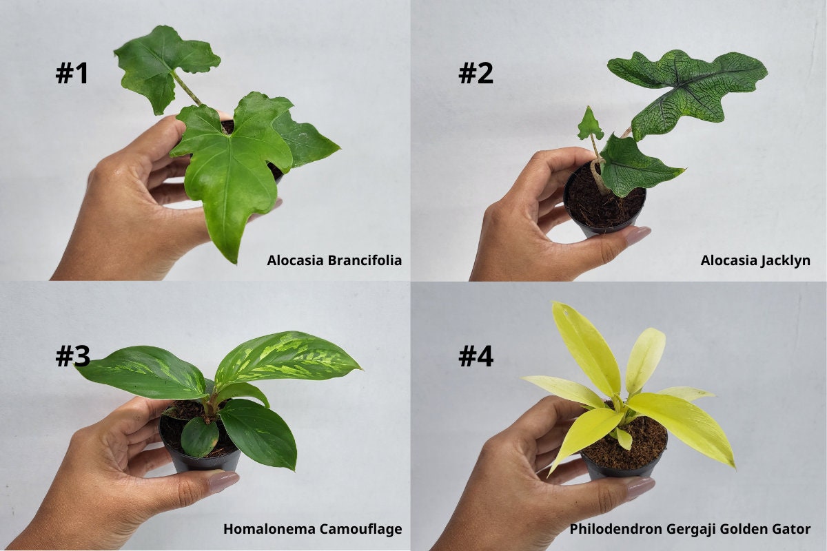 BEBOLD 2" Plants "Pro Package"